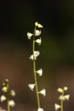 Mitella diphylla- Mitrewort