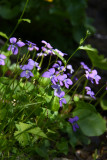 Viola cucullata- Marsh Violet