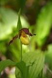 Cypripedium parviflorum var. makasin- Fen Small Yellow Ladys Slipper