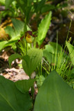 Cypripedium parviflorum var. makasin- Fen Small Yellow Ladys Slipper
