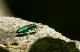 Six-spotted Tiger Beetle