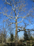 Giant old Sycamore at Allaire State Park