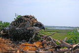 Osprey chick