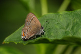 Red-banded Hairstreak