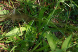 Aletris farinosa- Colic Root