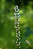 Aletris farinosa- Colic Root