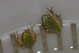 Northern Gray Treefrogs
