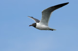 Laughing Gull