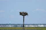 Osprey family