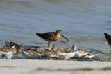 Short-billed Dowitcher