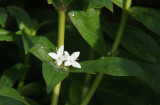 Diodia virginiana- Virginia Buttonweed