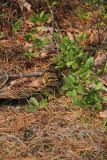 Timber Rattlesnake!