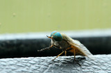 Greenhead Fly (Salt Marsh Horsefly)