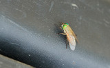 Greenhead Fly (Salt Marsh Horsefly)