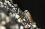 Greenhead Fly (Salt Marsh Horsefly)