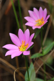 Sabatia dodecandra- Marsh Rose Gentian