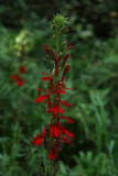 Lobelia cardinalis- Cardinal Flower