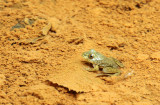 Young Bullfrog