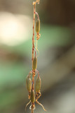 Tipularia discolor- Cranefly Orchid