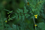 Bidens bipinnata-Spanish needles