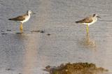 2 Greater Yellowlegs