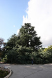 A BIG Deodar Cedar