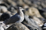 California Gull