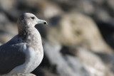 California Gull