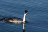 Western Grebe