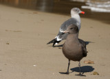 Heermanns Gulls