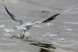 Black-headed Gull