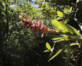 Epiphyte flower