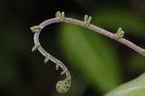 Fiddlehead