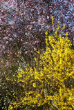 Floraison clatante_8853r.jpg