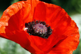 Pavot_0166r.jpg