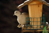 Tourterelle turque attentive_0948r.jpg