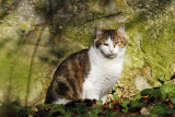 Fontainebleau_Bonne place au soleil_1309r.jpg