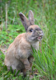 Rabbit