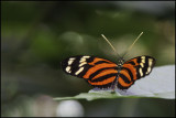 Butterfly in Costa Rica: Tiger Longwing