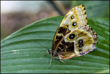 Butterfly in Costa Rica Veragua Rain Forest Costa Rica
