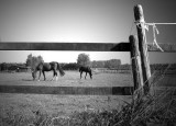 Framed horses