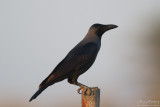 House crow TP_11317 - Version 2.jpg