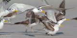 Swift terns TP_20019 - Version 2.jpg