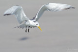 Swift tern TP_12261 - Version 2.jpg