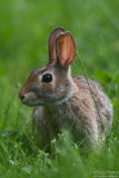 Rabbit - Amherst_3674.jpg