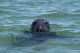 Grey seal - Cape Cod_4909.jpg