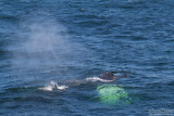 Humpback whale - Cape Cod_4332.jpg