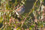 Moineau domestique-La Ferrière_9791.jpg