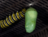 Chrysalis and Friend