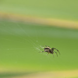 Garden Spider